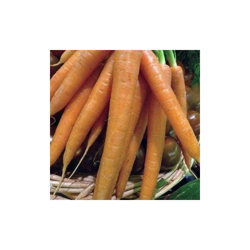 Orange Radish Seeds for Planting [neera-v5-fded1dc0f1dadb26c10f]