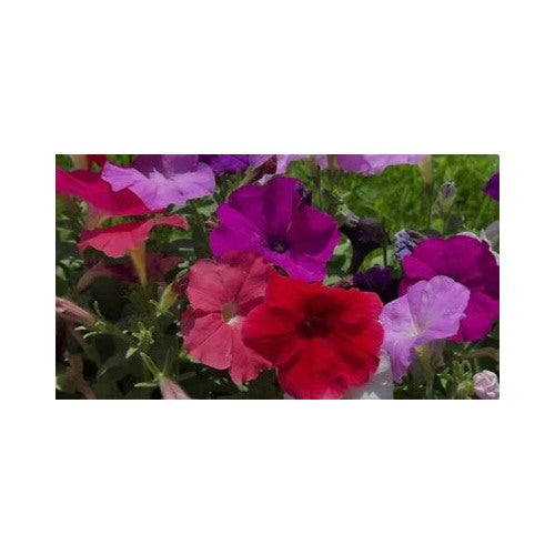 Dwarf Petunia Planting Mixed Colors Attracts Butterfles Hummingbirds Heirloom Non Gmo Flower [neera-v5-fded9c32bb31c80e80b9]