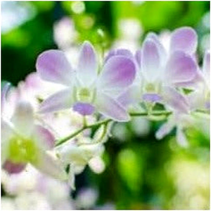 Ascocentrum Purple White Seeds for Planting [neera-v5-fdf1ecd7aa48d641b442]