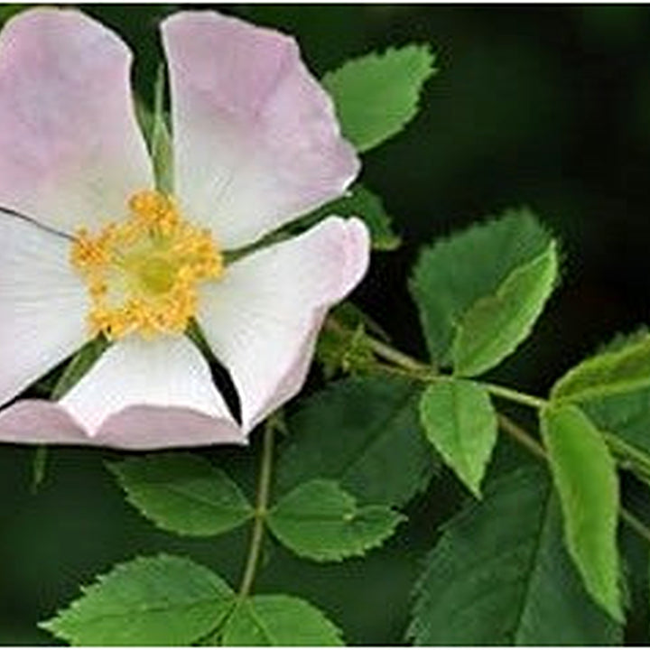 Canina White Flower Seeds for Planting [neera-v5-fdf59822f3ea0acffa02]