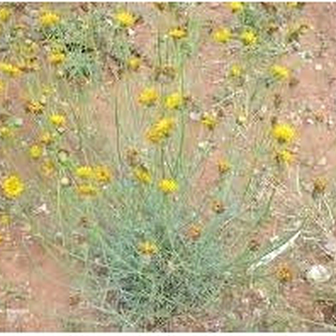 Heirloom Non-GMO Thelesperma Flower Seeds for Planting [neera-v5-fe0c218edf5cbf10400c]