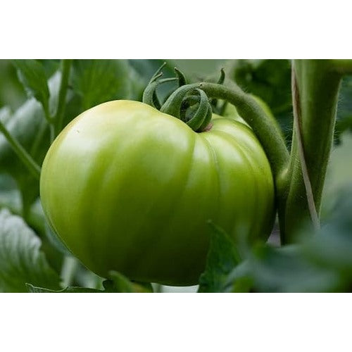 Green Tomato Seeds for Planting [neera-v5-fe0c53b13c5c1ec67a51]