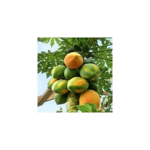 Yellow-Green Papaya Fruit Seeds for Planting [neera-v5-fe0f7a65ec6e96f2c9e2]