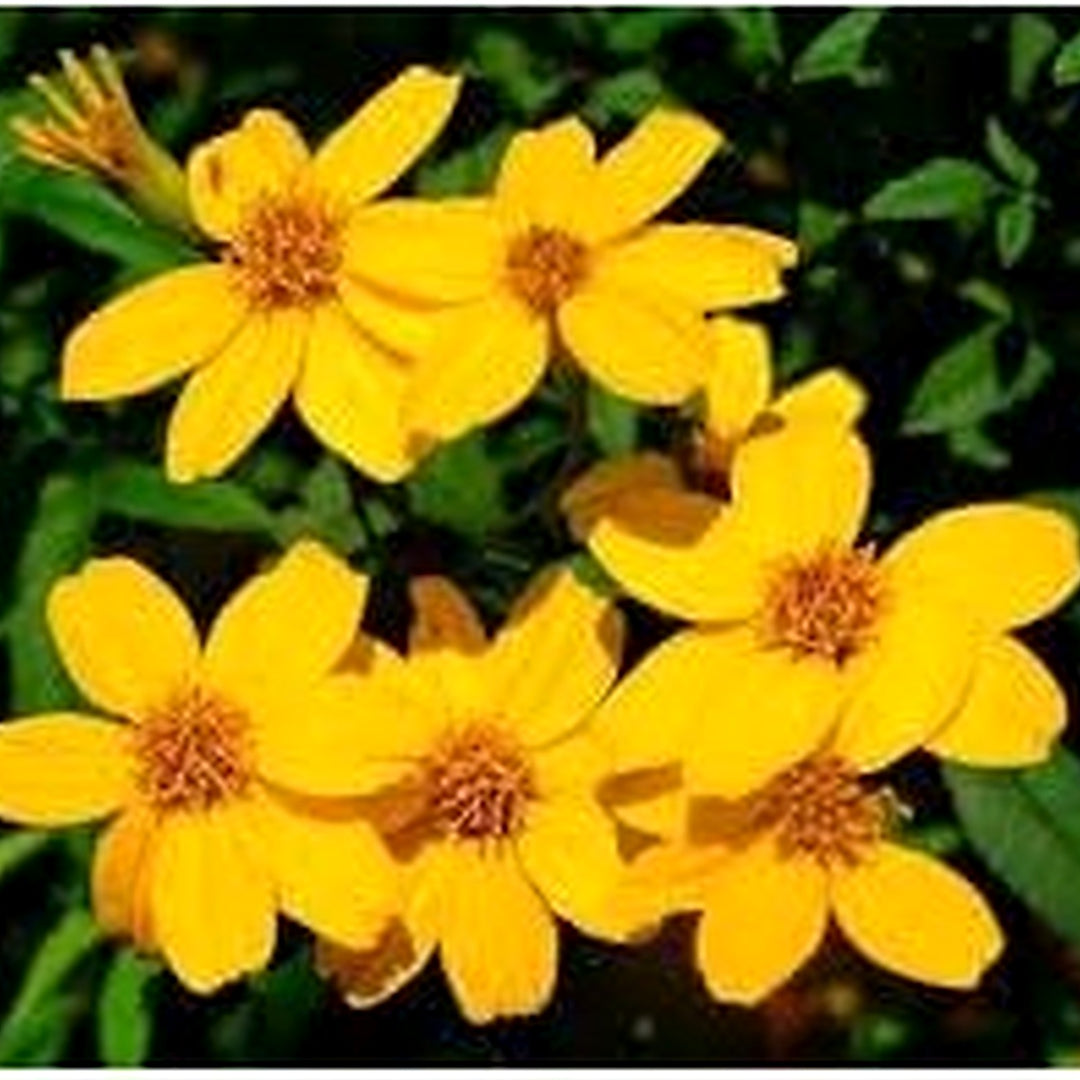 Lemmonii Flower For Planting Flower Seeds for Home Garden Planting, Landscape Organic Blooming [neera-v5-fe167471f7b1607f15cc]