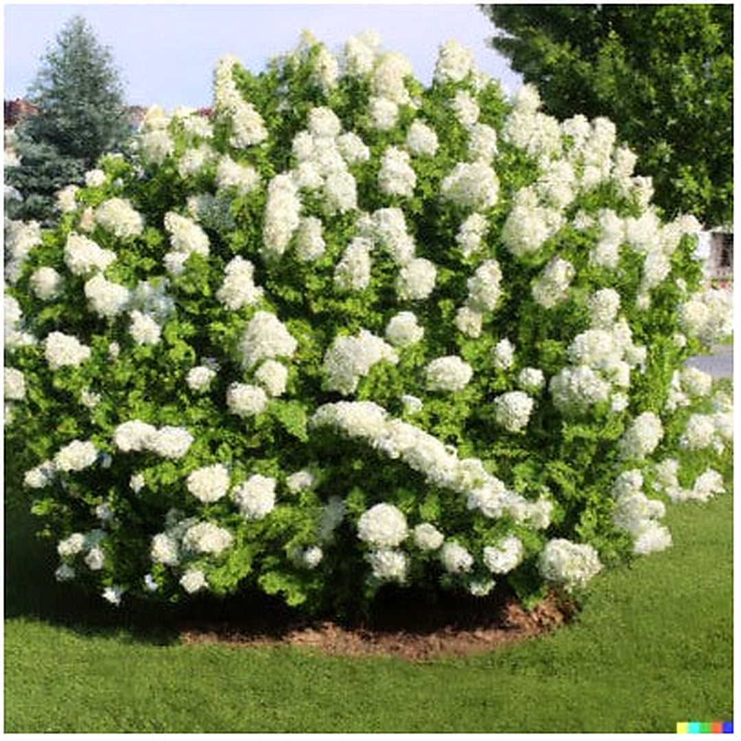 White Hydrangea Planting Flower Bush Hedge Shrub Hydrangea Quercifolia Heirloom Non Gmo Flower [neera-v5-fe1da97517fcdc4e4efb]