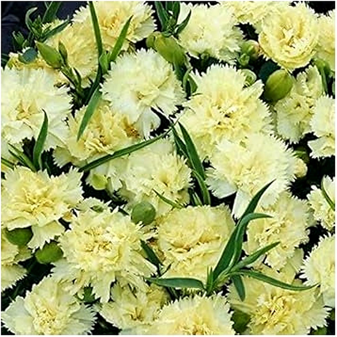 Dianthus Caryophyllus Light Yellow Seeds for Planting [neera-v5-fe22ef6758005f0a1a0a]