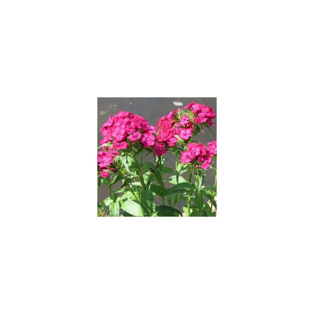 Pink Dianthus Flower Planting Flower Seeds Home Garden Planting, Colorful Organic Blooming [neera-v5-fe241c496322aed661d7]