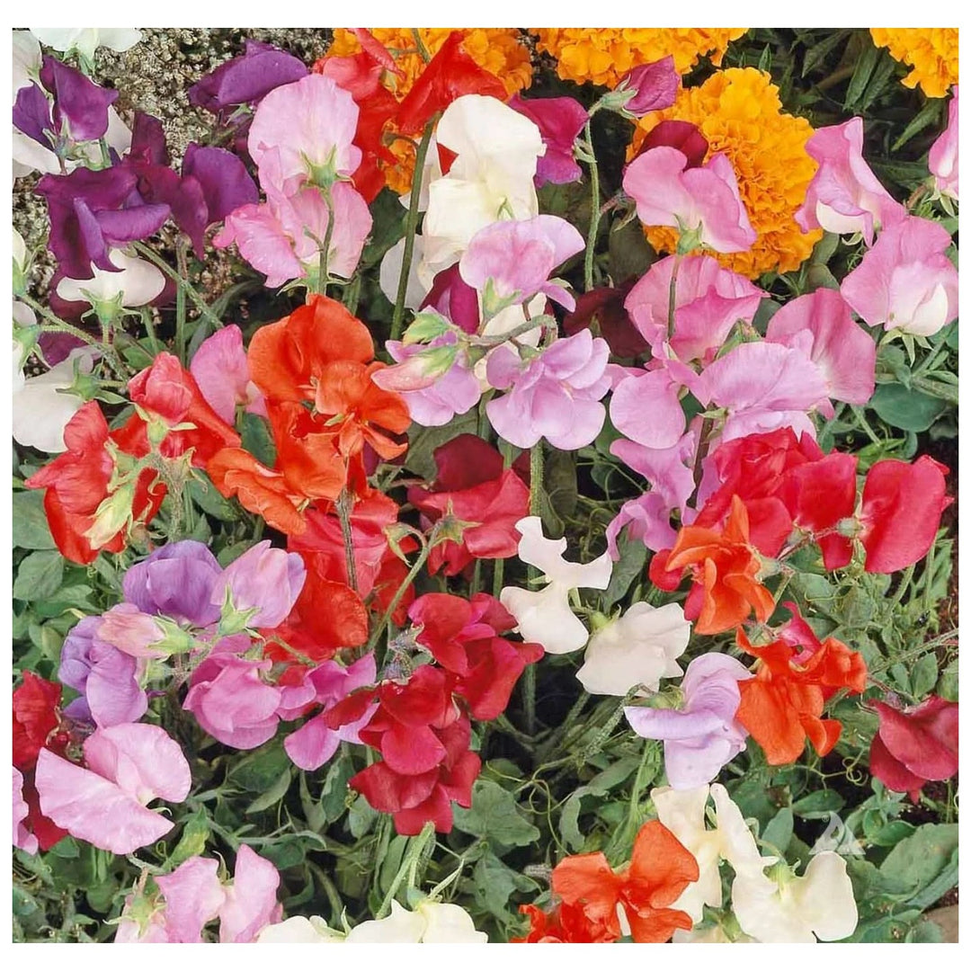 Heirloom Non Gmo Sweet Pea Knee Flower For Planting Fragrant Climbing Blooms Flower Seeds for Home [neera-v5-fe2a92dc3e8a2d72e646]