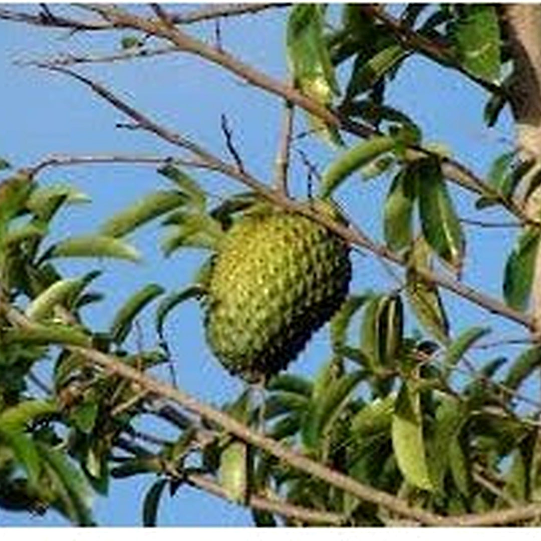 Graviola Fruit Seed Collection for Planting | Heirloom Non-GMO Organic Garden Seeds for Delicious Tangy Fruits [neera-v5-fe3b3515e9d8e7735b38]
