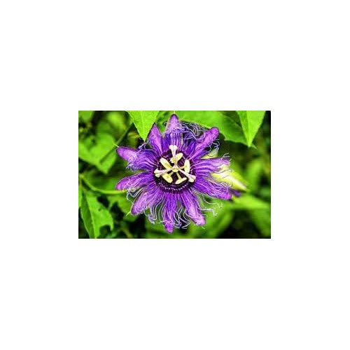 Passion Flower Heirloom Non Gmo For Planting Flower Seeds for Home Garden Planting, Blooming [neera-v5-fe3ec92dfc817580f715]
