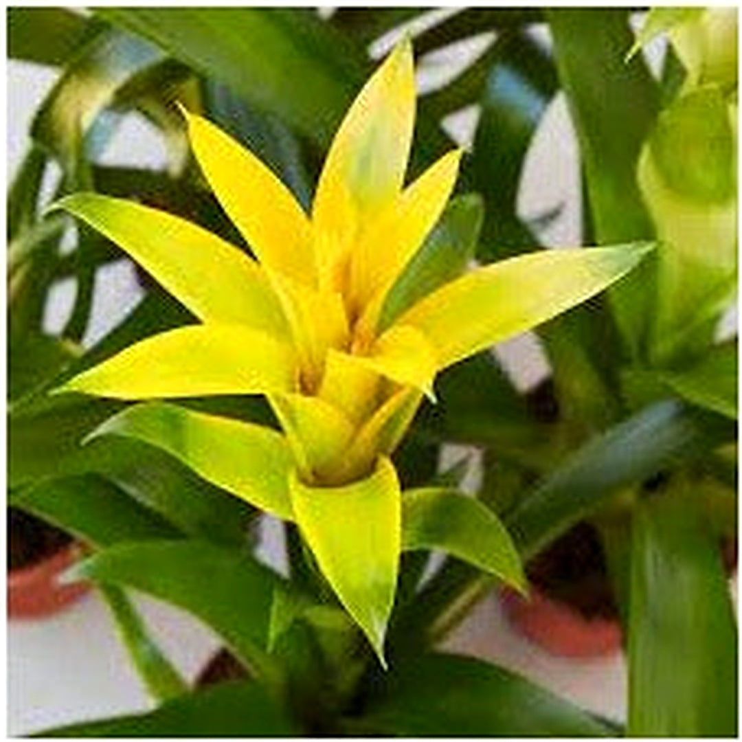 Yellow Bromeliad Tillandsia Bulbosa Plant For Planting Heirloom Non Gmo For Planting Flower Seeds [neera-v5-fe4004f15fd05c67173c]