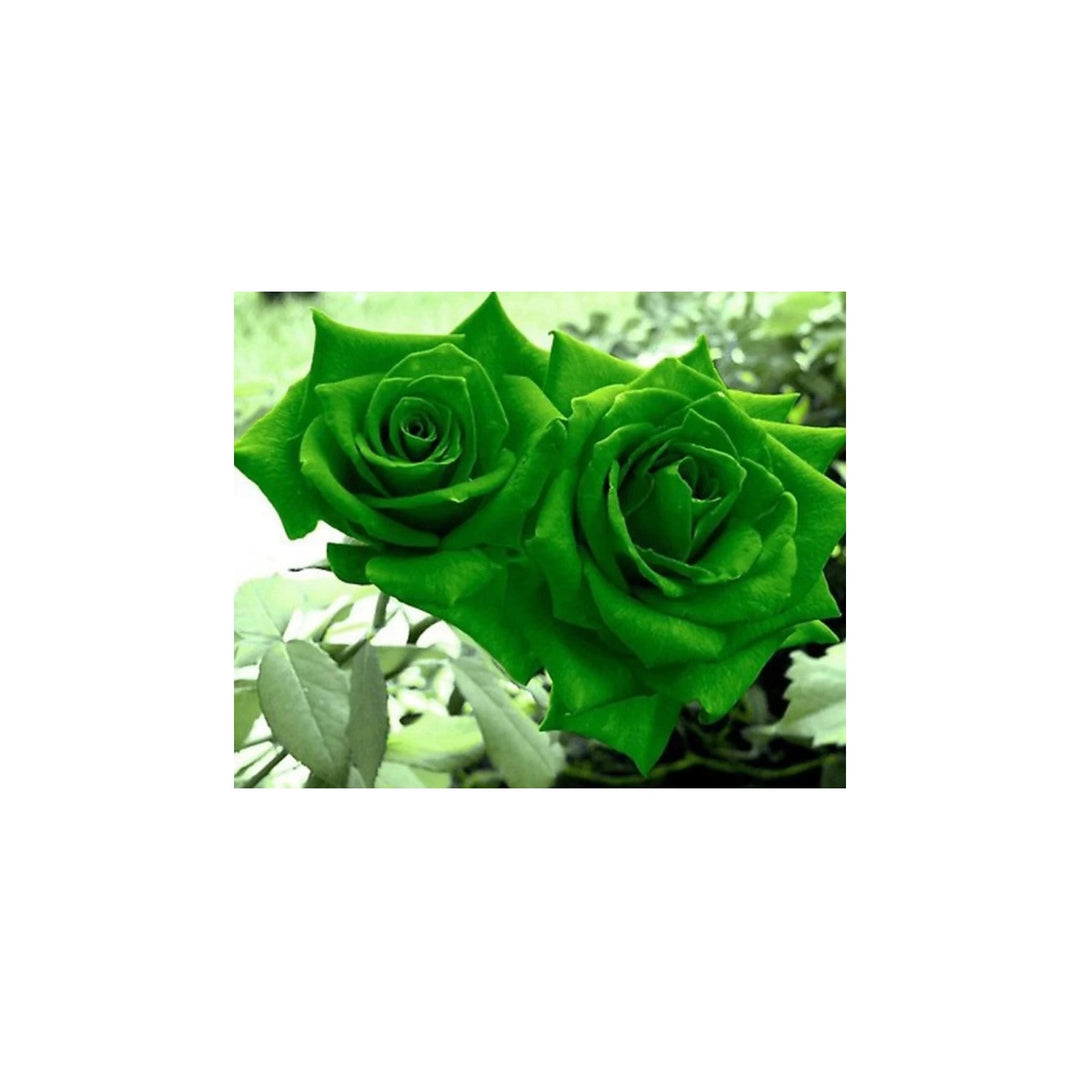 Green Dragon Rose Plant For Planting Non Gmo Heirloom Garden For Home Growing Flower Seeds for Home [neera-v5-fe500709d1a52e6bf81e]