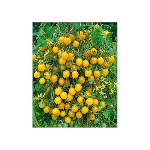Tomato Seeds for Planting [neera-v5-fe625060959a6fca1c4f]