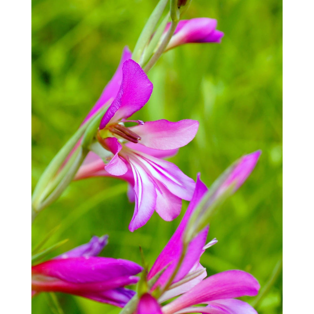 Heirloom Gladiolus Italicus Flower Non Gmo Wild Gladiolus Blooms Vibrant Garden Planting Flower [neera-v5-fe68eed855deb21cd93b]
