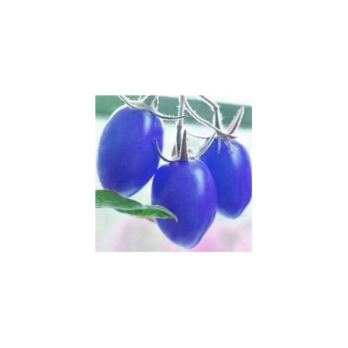 Heirloom Non-GMO Blue Tomato Seeds for Home Garden Planting [neera-v5-fe782bc5b8476d8bce3c]