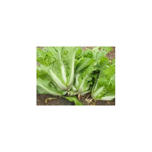 Cabbage Vegetable Seeds for Planting [neera-v5-fe785e8e0483b4c0cfa6]