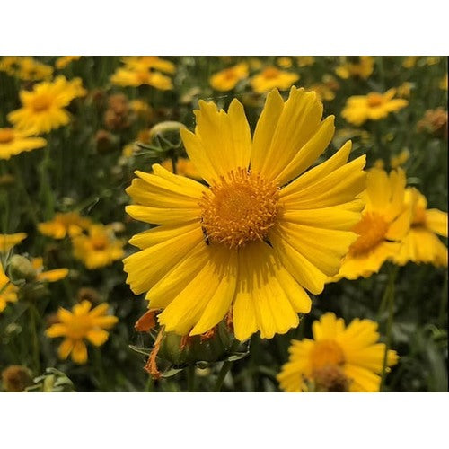 Coreopsis lanceolata Flower Seeds for Planting [neera-v5-fe7a183d2d0ded22708b]