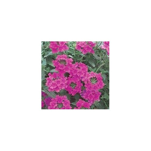 Pink Verbena Flower For Planting Heirloom Non Gmo Organic Flower Seeds for Home Garden Planting, [neera-v5-fe7b044e324b1ea717ca]