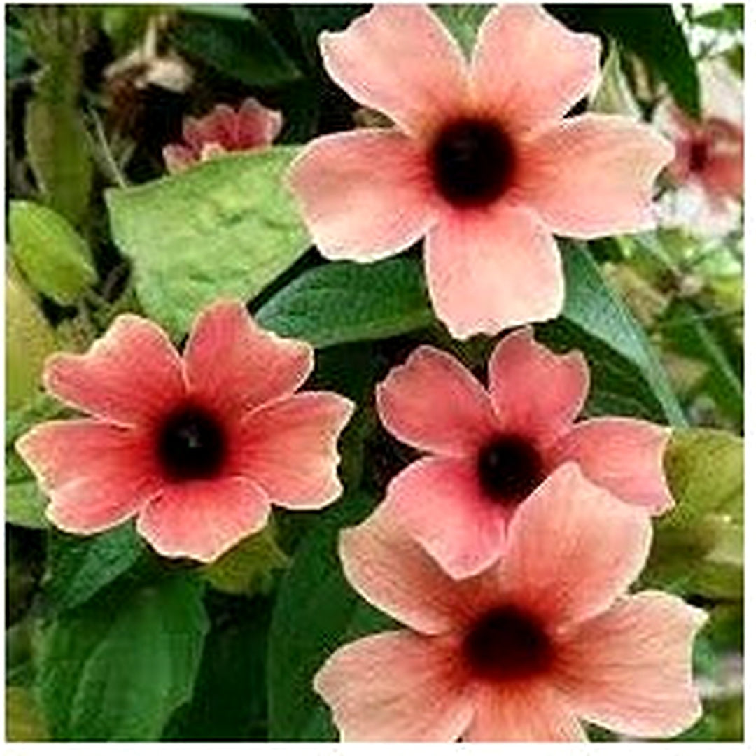 Light Pink Thunbergia Flower Seeds [neera-v5-fe85c87b6b5028eec7dd]