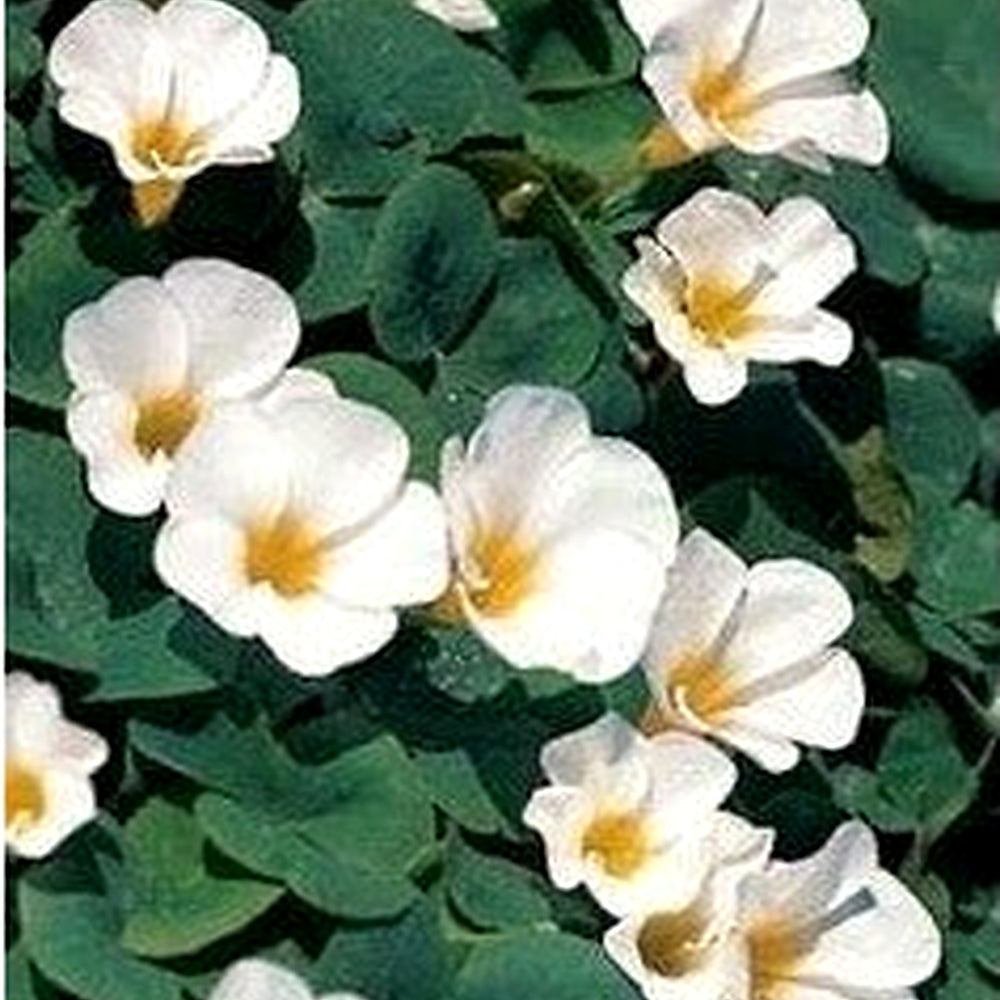 Heirloom Non-GMO White Oxalis Laciniata Flower Seeds for Garden Planting [neera-v5-fe89134ad51836711014]