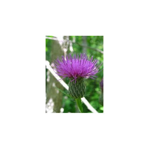 Cirsium Muticum Flower Seeds [neera-v5-fe8d6521a0a2f82b968a]