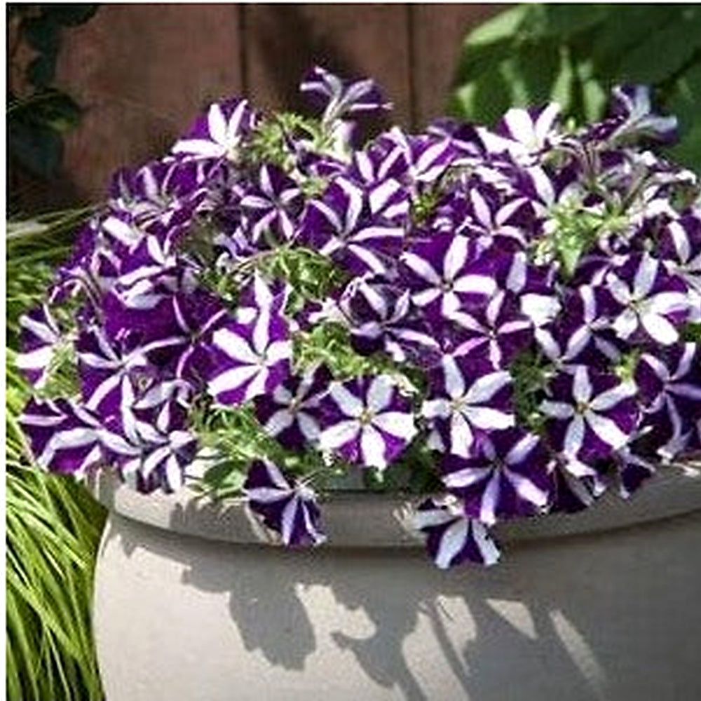 White Purple Petunia Flower Seeds for Planting [neera-v5-feb44a01dd923ebbcd8b]
