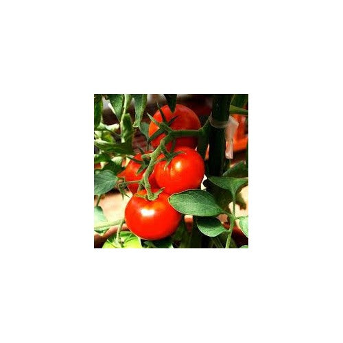Red Tomato Seeds for Planting [neera-v5-feb5780978779f1f732f]