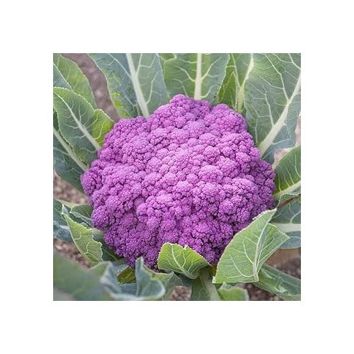 Pink Cauliflower Vegetable Seeds for Planting [neera-v5-feb8148b5a4ad89cc186]