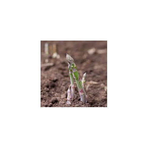 Asparagus Mary Washington Seeds [neera-v5-feb89615ef3adab6248d]