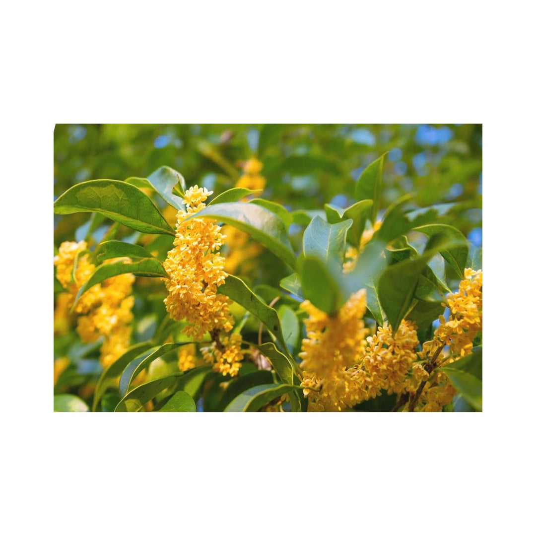 Heirloom Non Gmo Osmanthus Plant For Planting Fragrant Evergreen Shrub For Ornamental Gardens [neera-v5-fec5e668c2462121345f]