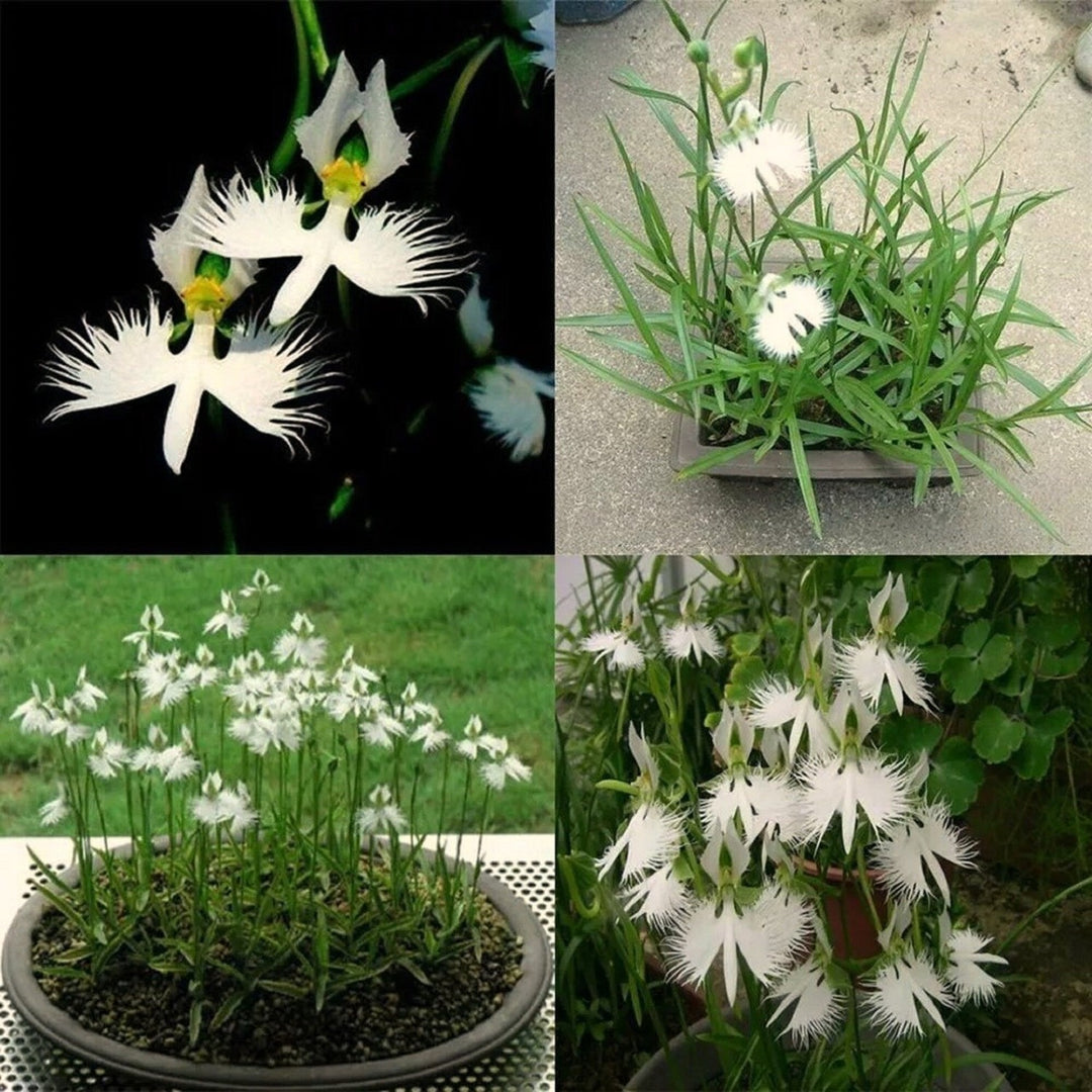 White Japanese Radiata Egret Orchid For Garden Home Planting Flower Seeds for Home Garden Planting, [neera-v5-fecd7793d733dd482304]