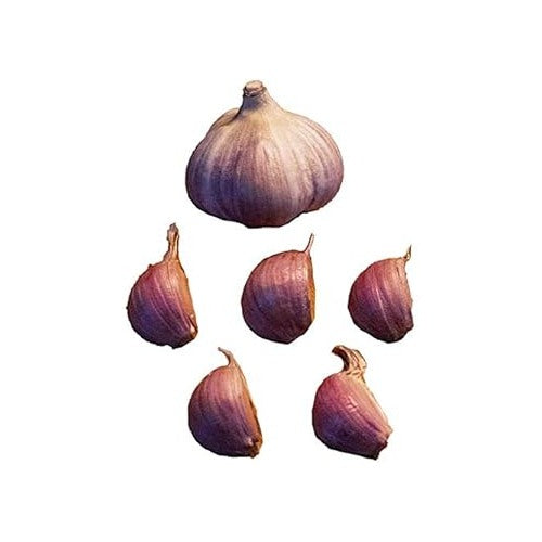 Red Garlic Seeds for Planting [neera-v5-fedabf21a6ea129480c4]