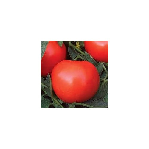Phoenix Hybrid Tomato Seeds for Planting [neera-v5-fedc9ea3bf298317a269]