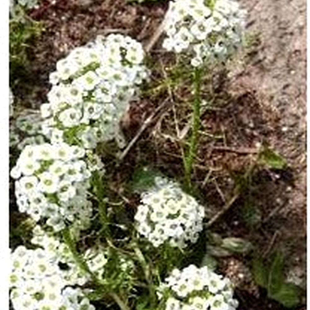 Heirloom Lobularia Flower Seeds, Non-GMO, Fragrant Blooms for Garden Edging [neera-v5-fedf7dd5ebd61b44fca0]