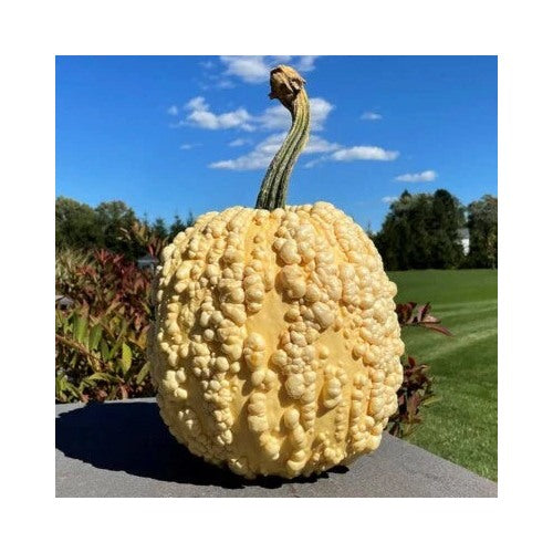 Pumpkin Knucklehead Popcorn F Pumpkins Specialty Planting Rare Heirloom Non Gmo Flower Seeds [neera-v5-fee0accf3cb7eef9706b]