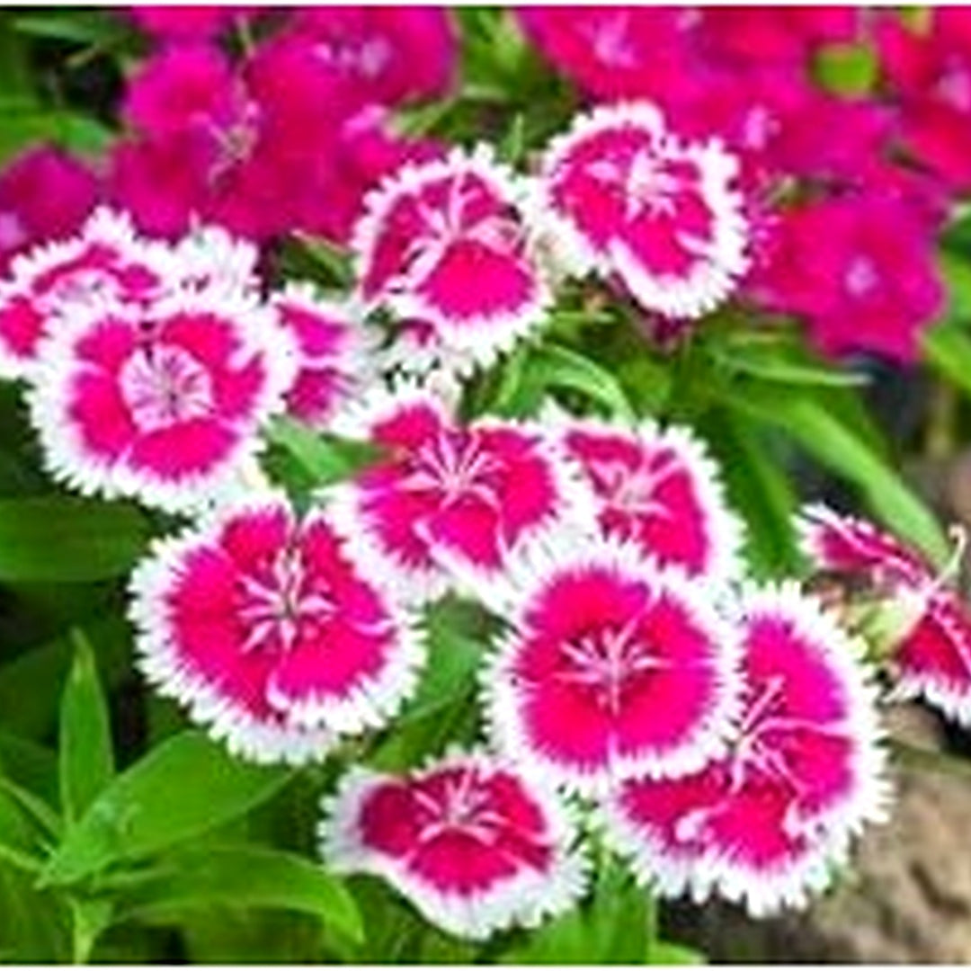 Pink White Organic Dianthus Flower For Planting Heirloom Non Gmo Flower Seeds for Home Garden [neera-v5-ff055722c35a88666fec]