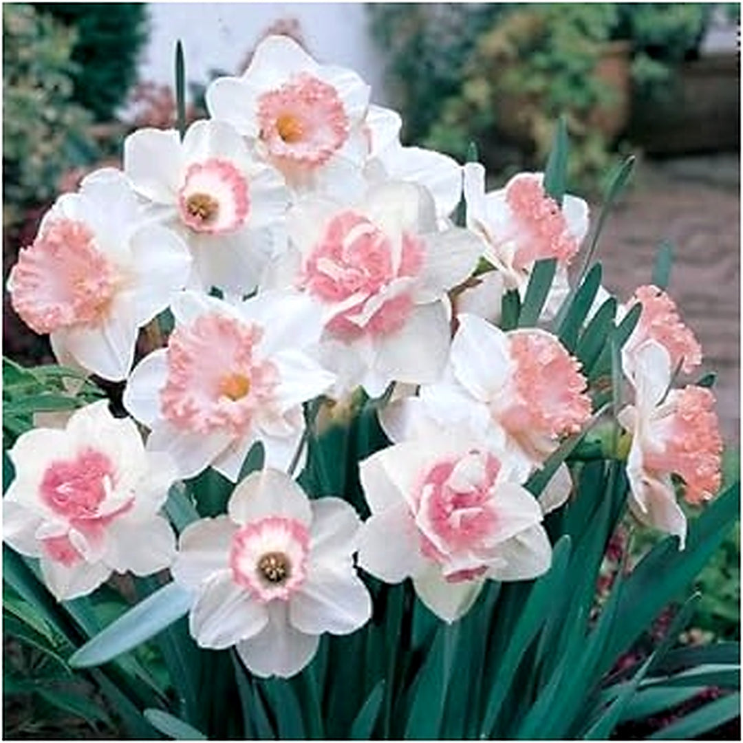 Baby Pink White Daffodil Flower Seeds for Planting [neera-v5-ff086ffee691bd02a3fd]