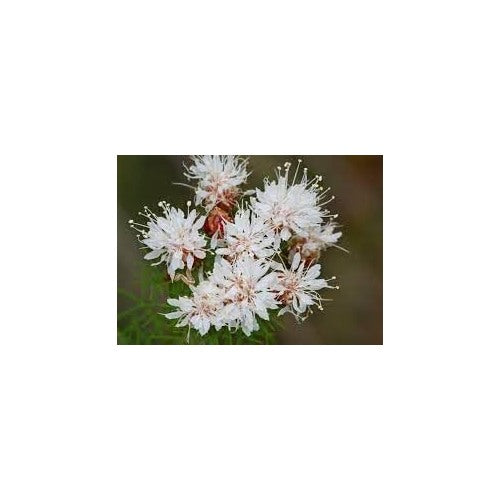 Summer Farewell Flower Seeds [neera-v5-ff0a07fbc1852a14fb23]