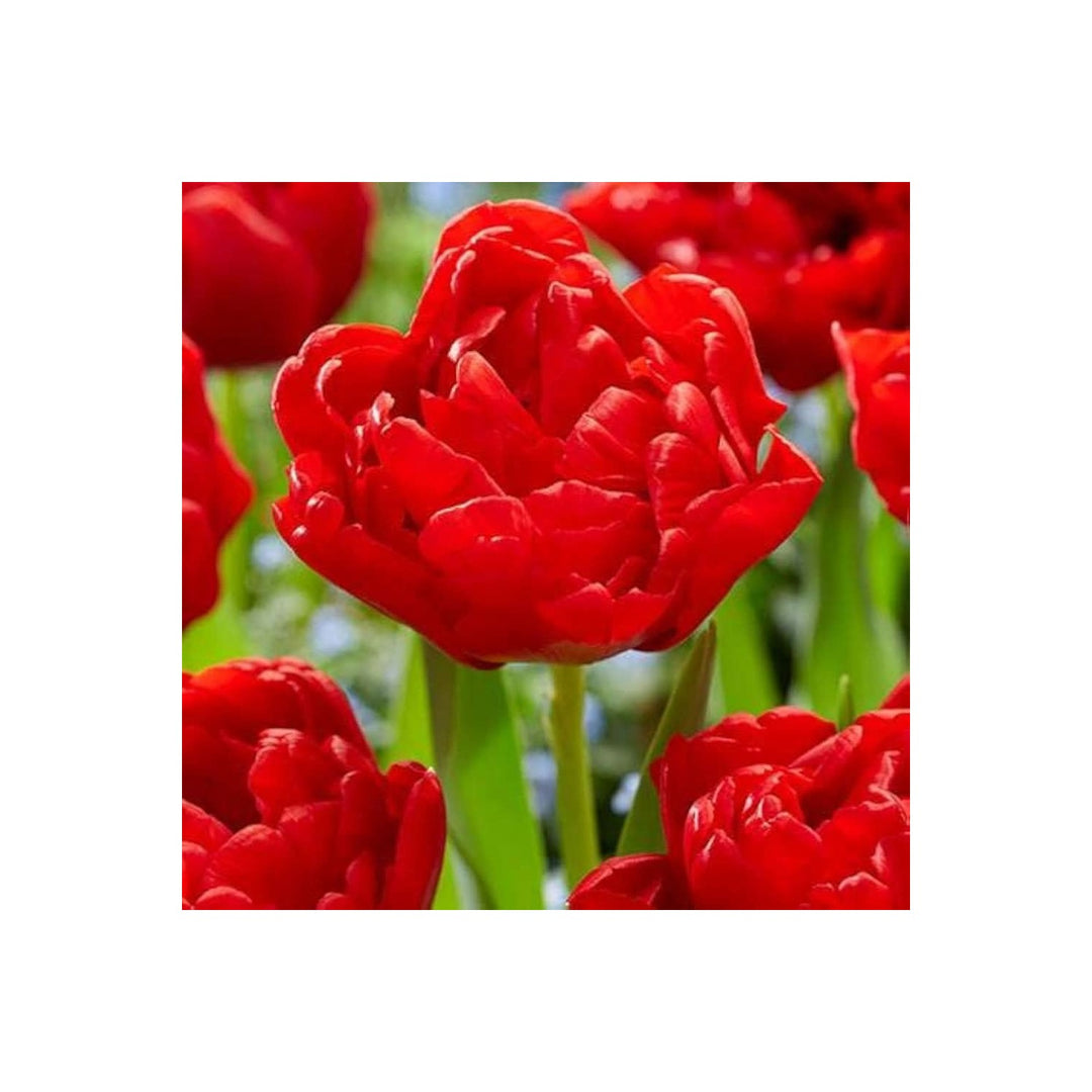 Double Tulip Tulipa Gesneriana Flower For Planting In Backyard Gardening Beds Flower Seeds for Home [neera-v5-ff25a42eb7a1d78957d4]