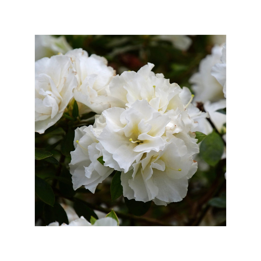 White Azalea Flower Organic Heirloom Non Gmo For Planting Flower Seeds for Home Garden Planting, [neera-v5-ff2e8884405a85451cfc]
