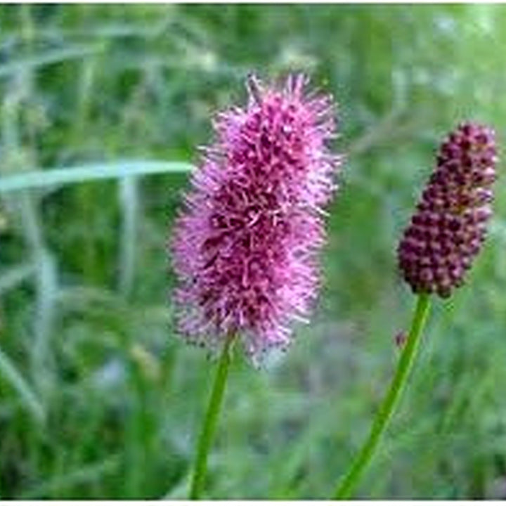 Heirloom Non-GMO Pink Alaskan Burnet Plant Seeds for Planting [neera-v5-ff4573303c077b277be1]