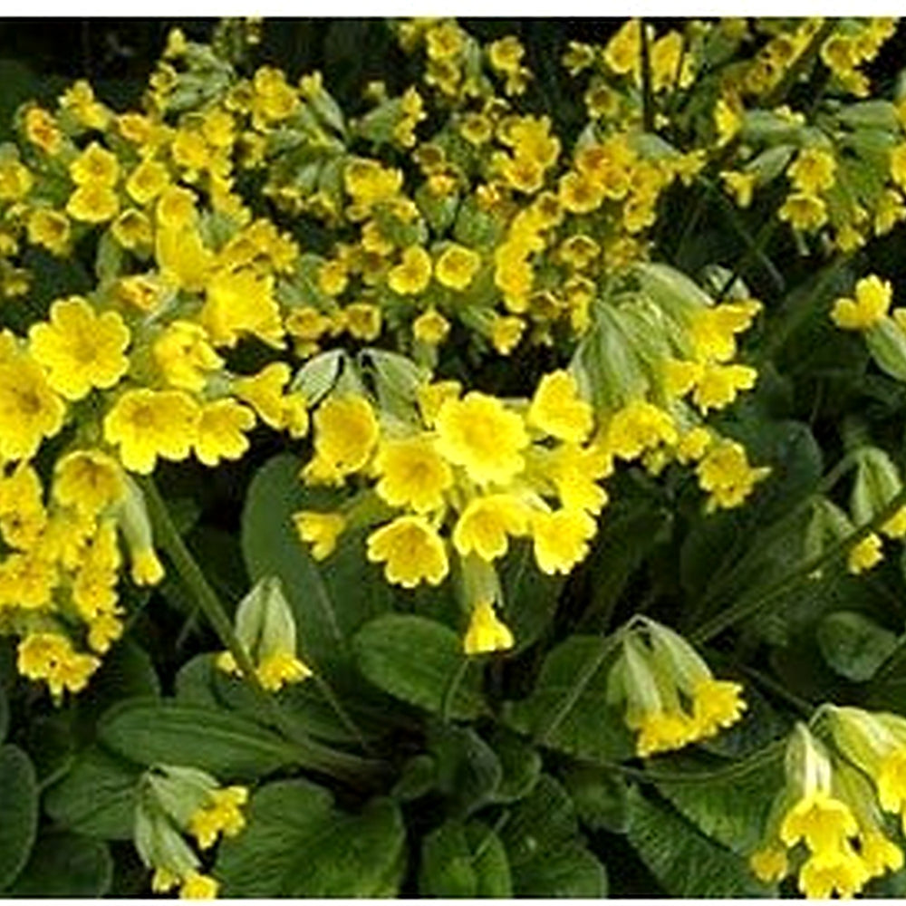 Heirloom Non-GMO Veris Flower Seeds for Planting [neera-v5-ff48624ee5e1a52c9eda]