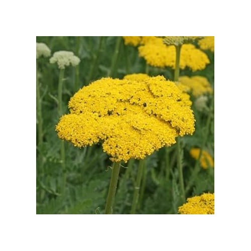 Yarrow Flower Seeds for Garden [neera-v5-ff4e33c5a450658a4b23]