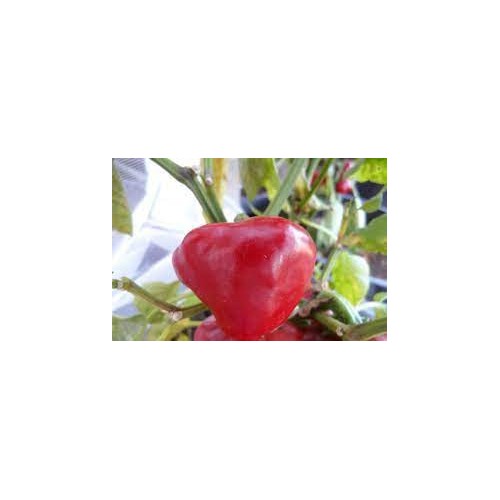 Nora Pepper Seeds for Planting [neera-v5-ff6d6826524d407ce2ef]