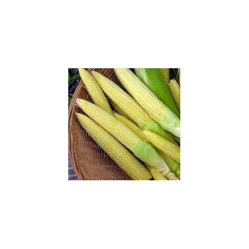 Baby Corn Seeds for Planting [neera-v5-ff72a3524ce79cf1c201]