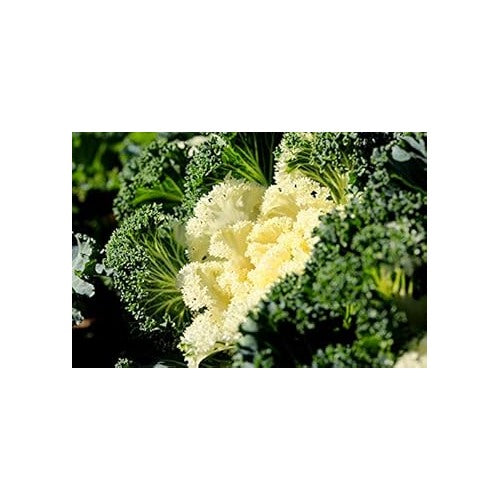 Kale Seeds for Planting White | Heirloom Non-GMO Organic Garden Seeds | High Germination Seeds [neera-v5-ff72b475f60c0fde62f8]