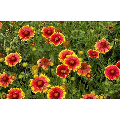 Gaillardia Decke For Bright Cheerful Gaillardia Flowers Flower Seeds for Home Garden Planting, [neera-v5-ff7b796460962b7501fd]