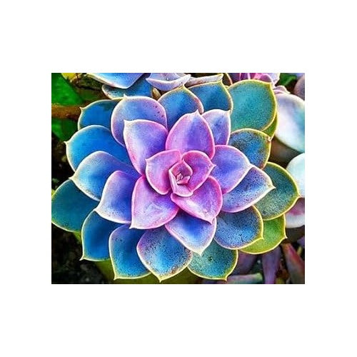 Light Lavender Flower Seeds [neera-v5-ff7d00298507272c6930]