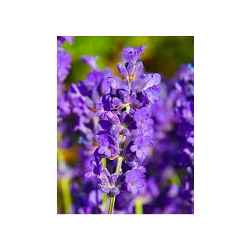 Heirloom Non-GMO Violet Lavender Flower Seeds for Garden Planting [neera-v5-ff81715206dc27e6ea91]
