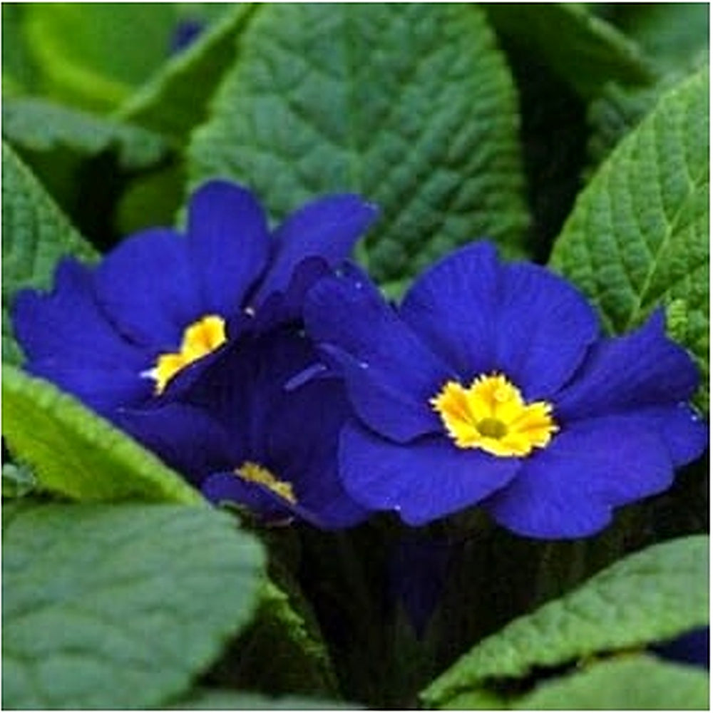 Heirloom Non-GMO Primula Acaulis Flower Seeds for Garden Planting [neera-v5-ff85602665f556f9ad8a]